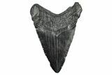Fossil Megalodon Tooth - South Carolina #340134-1